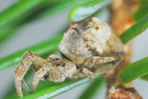 Paradoksalna hipotika - fotografija sjevernog pauka Paradoksalna hipotika - fotografija sjevernog pauka